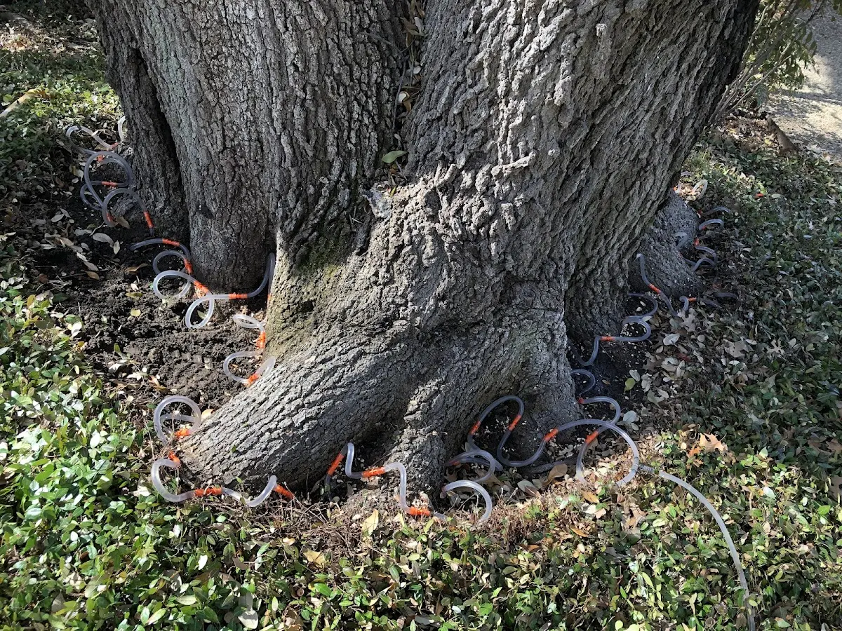 Detailed Tree Cabling and Bracing job site in Camp Murray